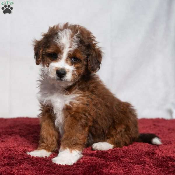 Vance, Cavapoo Puppy