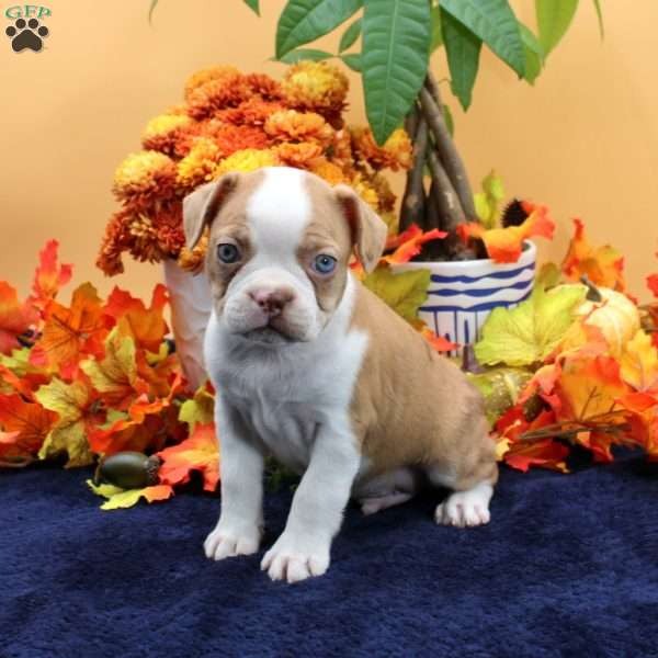 Vance, Boston Terrier Puppy