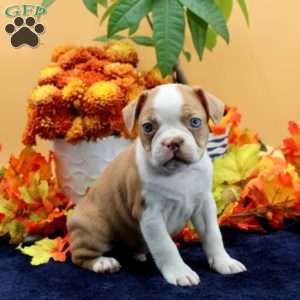 Vance, Boston Terrier Puppy