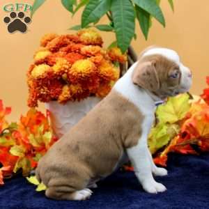 Vance, Boston Terrier Puppy