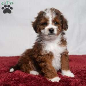 Vance, Cavapoo Puppy
