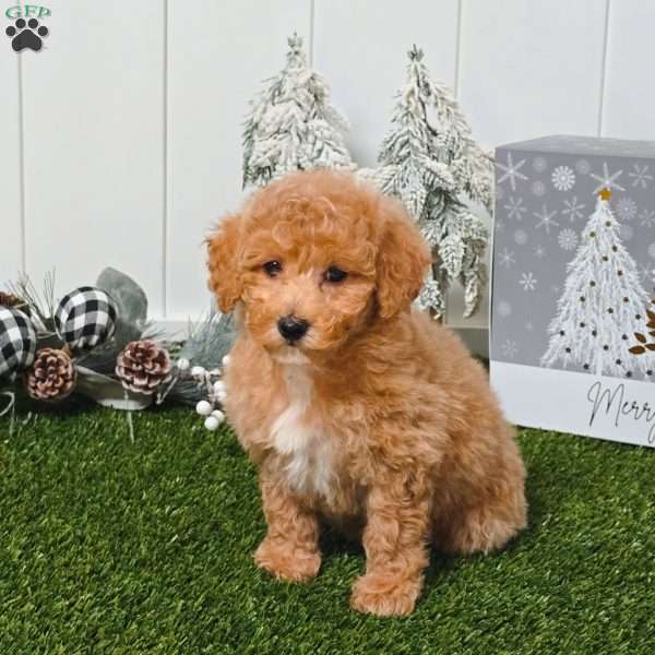 Velvet, Bich-Poo Puppy