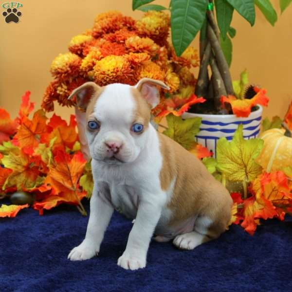 Vernon, Boston Terrier Puppy
