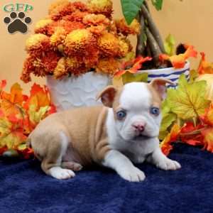 Vernon, Boston Terrier Puppy