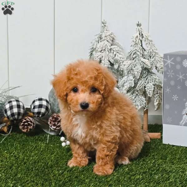 Vespa, Bich-Poo Puppy