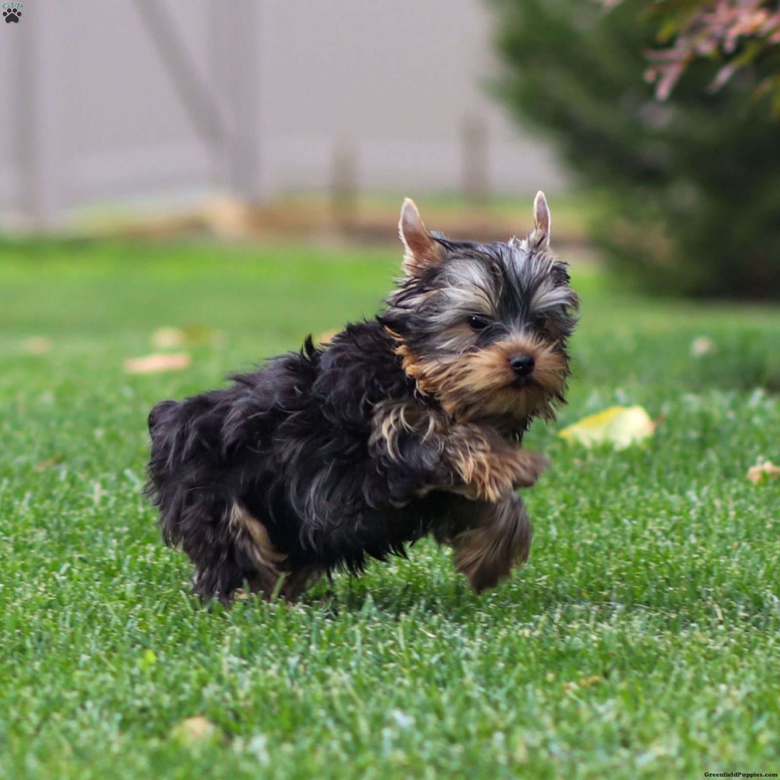 Viktor - Yorkie Puppy For Sale in Pennsylvania