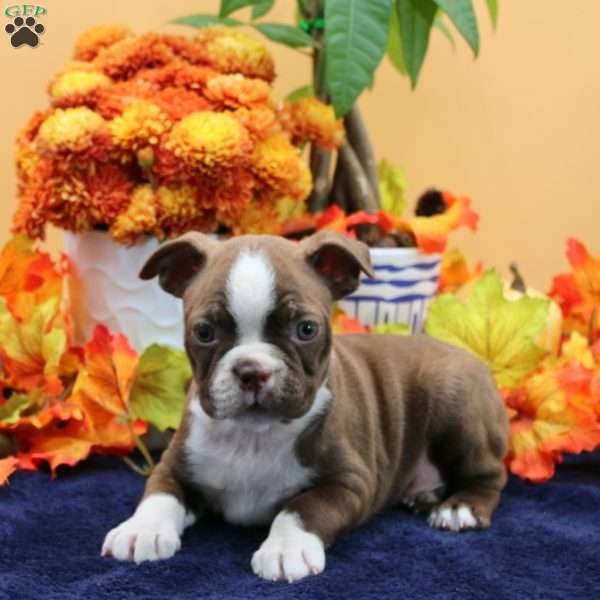 Vincens, Boston Terrier Puppy