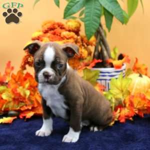 Vincens, Boston Terrier Puppy