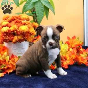 Vincens, Boston Terrier Puppy