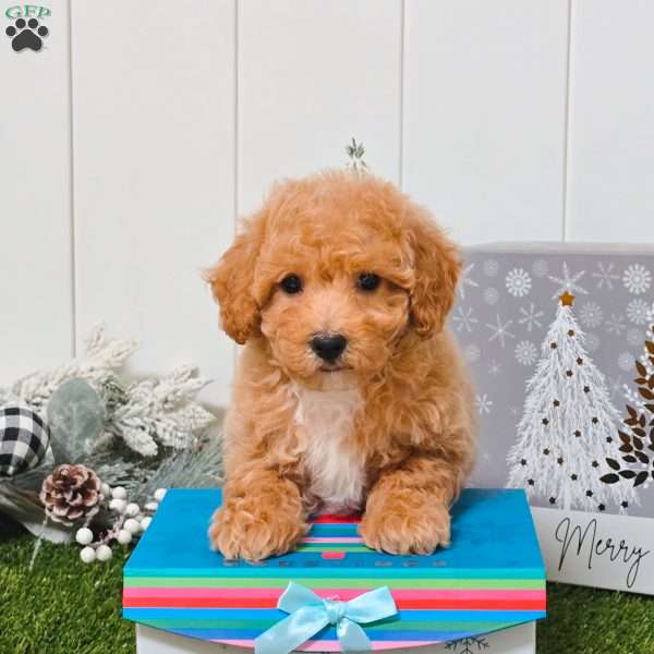 Vinnie, Bich-Poo Puppy