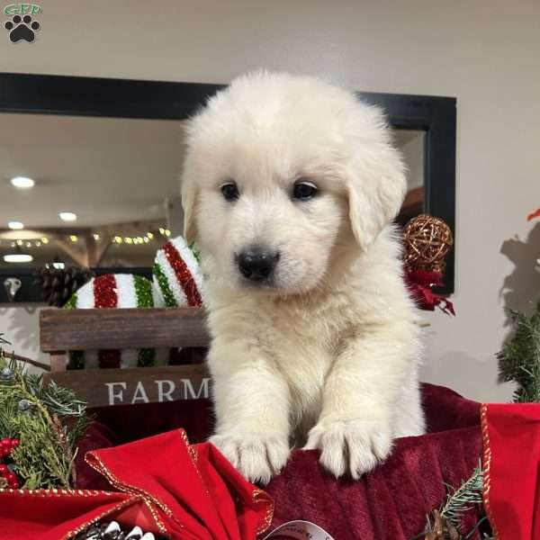 Vixen, Great Pyrenees Puppy