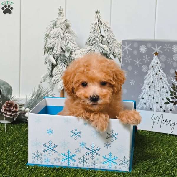 Volt, Bich-Poo Puppy