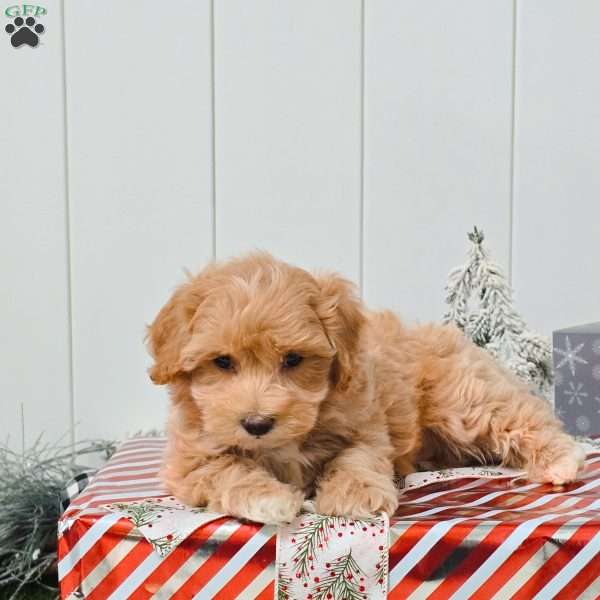 Wade, Bich-Poo Puppy