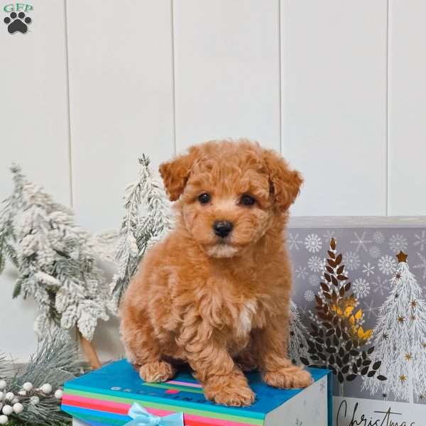 Waffles, Bich-Poo Puppy