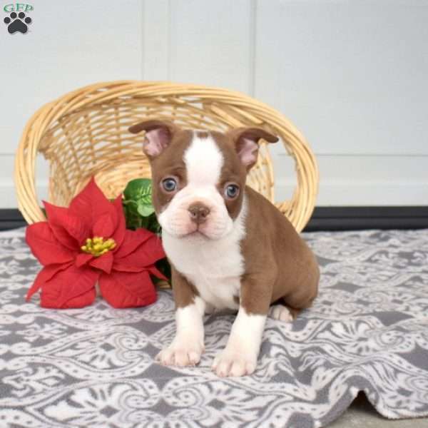 Waldo, Boston Terrier Puppy