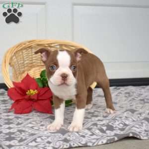 Waldo, Boston Terrier Puppy