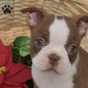 Waldo, Boston Terrier Puppy