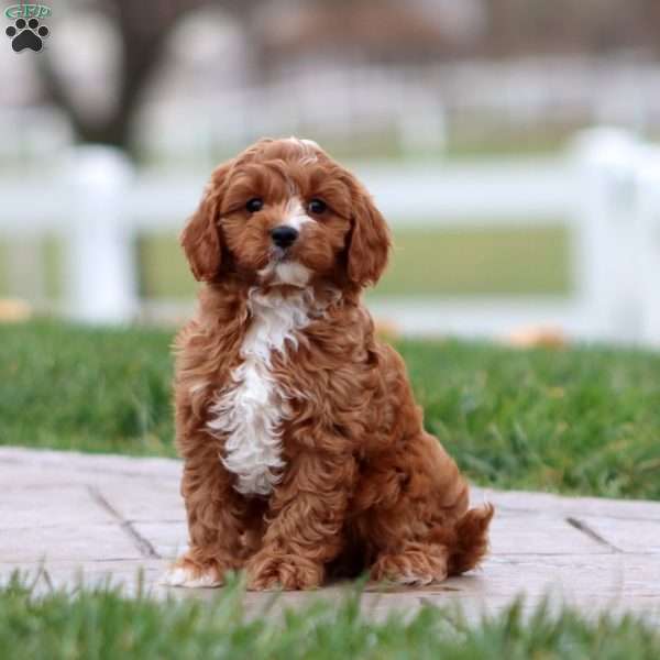 Waldo, Cavapoo Puppy