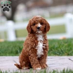 Waldo, Cavapoo Puppy