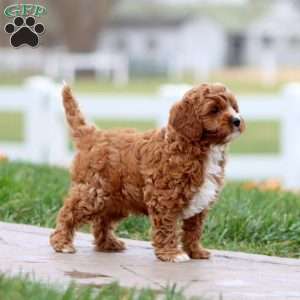 Waldo, Cavapoo Puppy