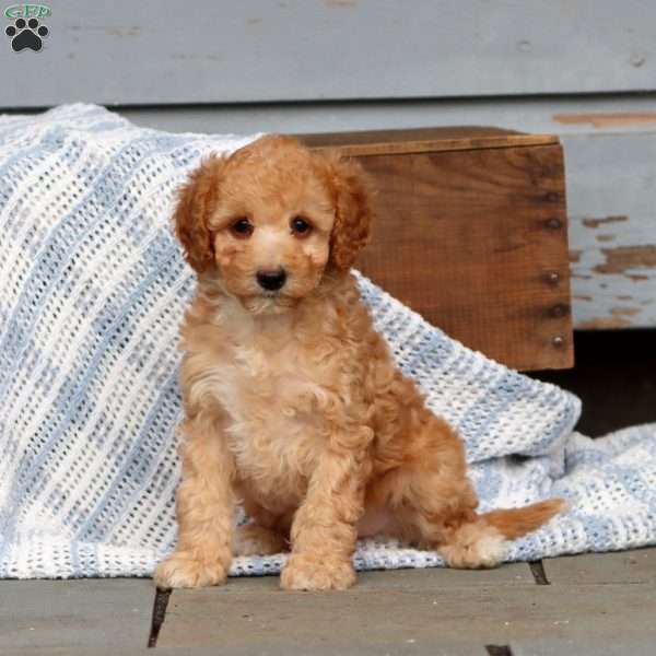 Wanda, Miniature Poodle Puppy