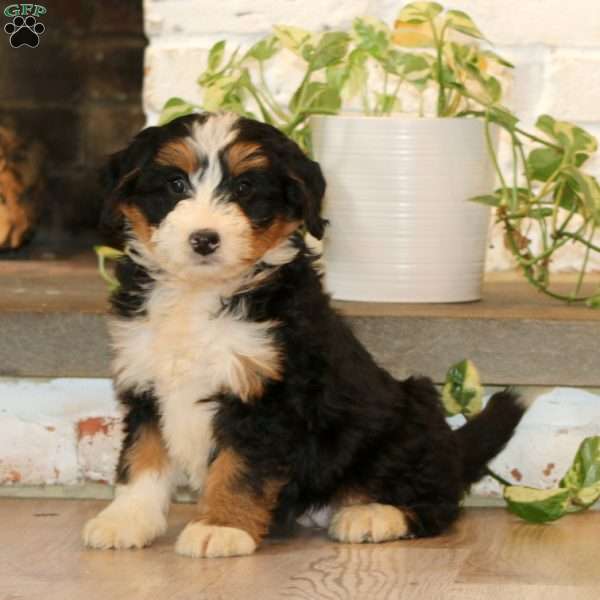 Wanda, Mini Bernedoodle Puppy