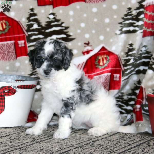 Wanda – F1B, Cockapoo Puppy