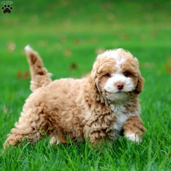 Wanda, Miniature Poodle Puppy