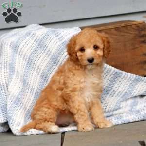 Wanda, Miniature Poodle Puppy