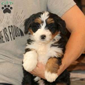 Wanda, Mini Bernedoodle Puppy