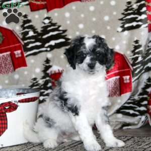 Wanda – F1B, Cockapoo Puppy