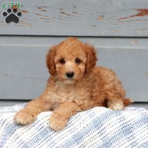 Wanda, Miniature Poodle Puppy