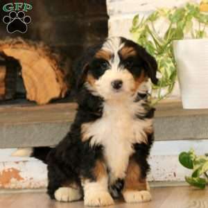 Wanda, Mini Bernedoodle Puppy