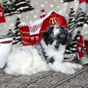 Wanda – F1B, Cockapoo Puppy