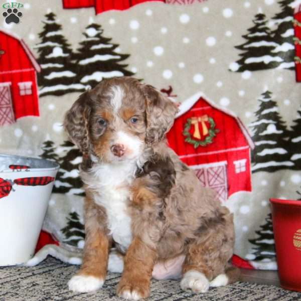 Watson – F1B, Cockapoo Puppy