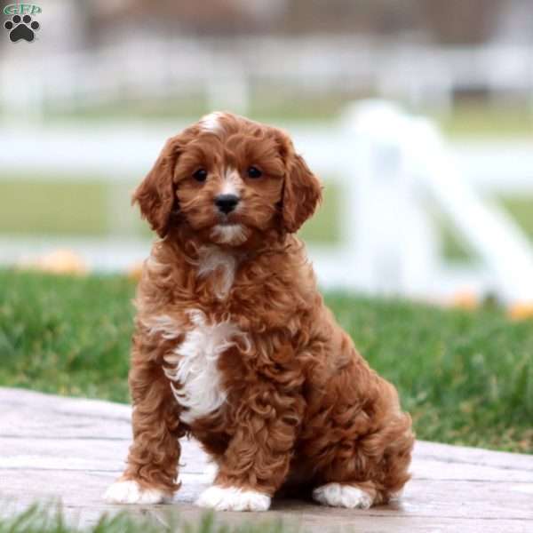 Watson, Cavapoo Puppy