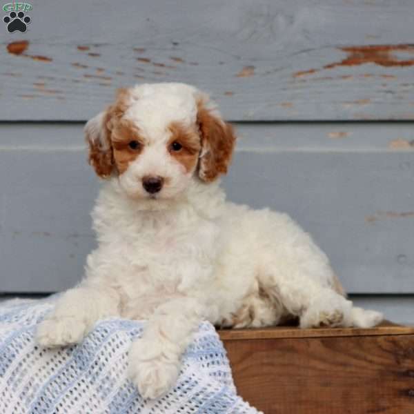 Watson, Miniature Poodle Puppy