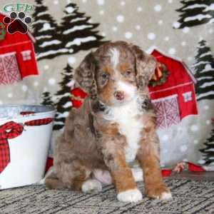 Watson – F1B, Cockapoo Puppy