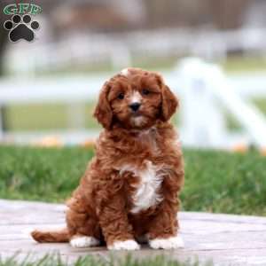 Watson, Cavapoo Puppy