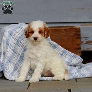 Watson, Miniature Poodle Puppy