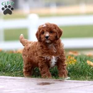 Watson, Cavapoo Puppy