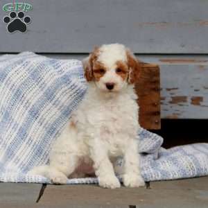 Watson, Miniature Poodle Puppy