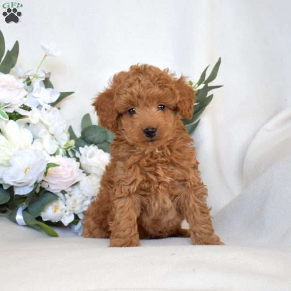Waverly, Mini Goldendoodle Puppy
