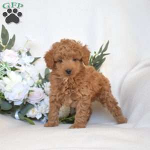 Waverly, Mini Goldendoodle Puppy