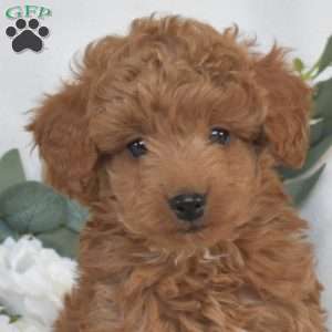 Waverly, Mini Goldendoodle Puppy