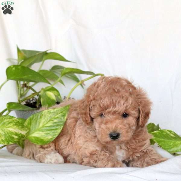 Wayne, Miniature Poodle Puppy