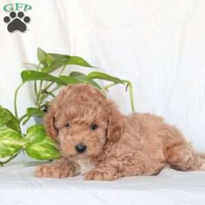 Wayne, Miniature Poodle Puppy