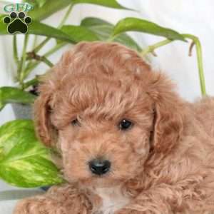 Wayne, Miniature Poodle Puppy