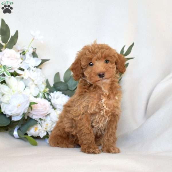 Wendy, Mini Goldendoodle Puppy