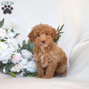 Wendy, Mini Goldendoodle Puppy